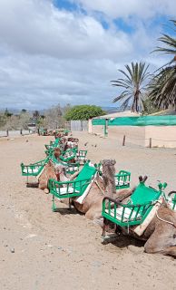 GC-Camello Safari (Maspalomas)-16.jpg